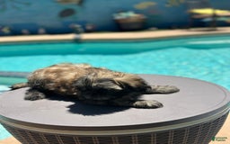 Shih Tzu dogs for sale: Copper - Image 3