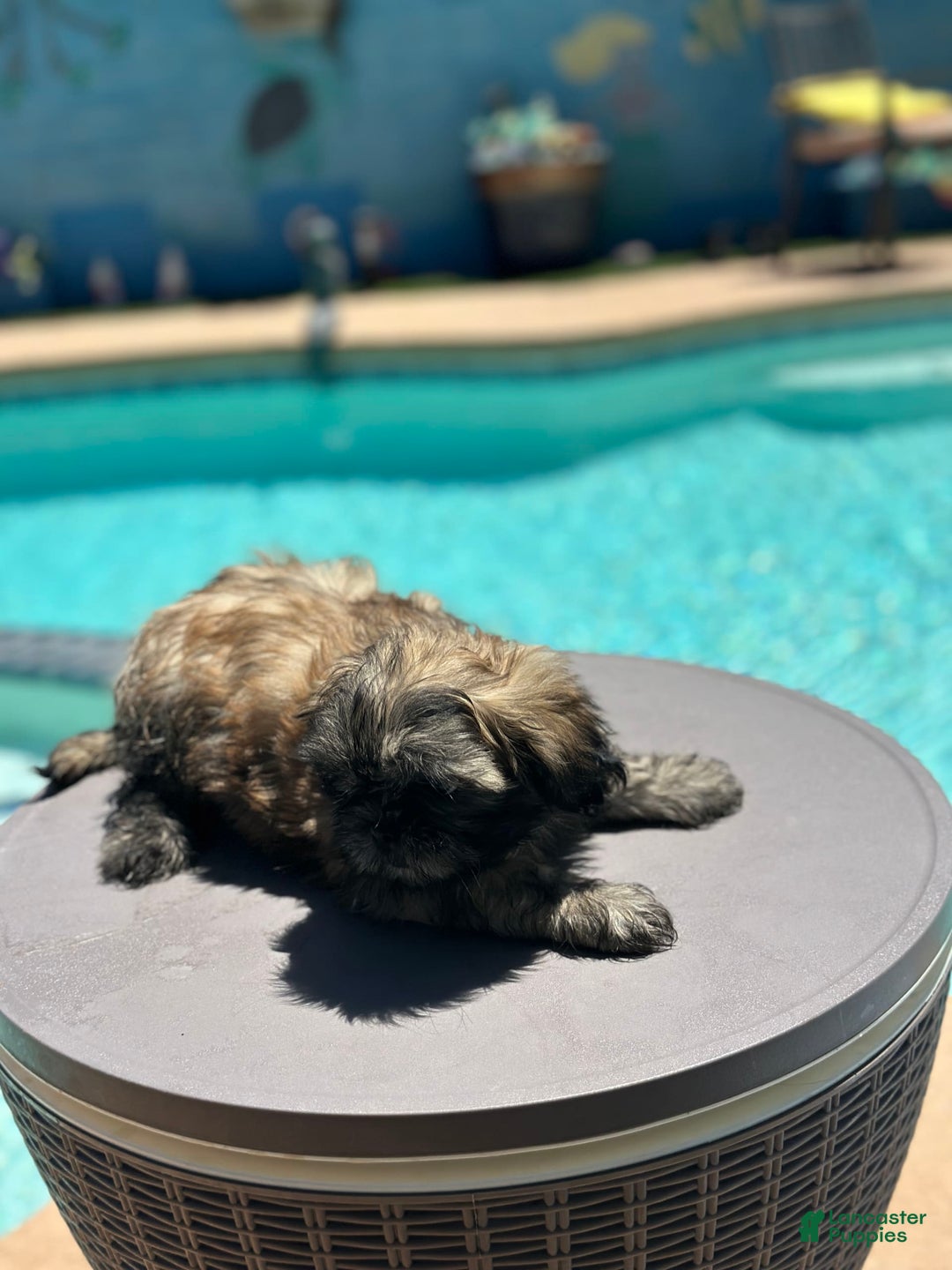 Shih Tzu dogs for sale: Copper - Image 3