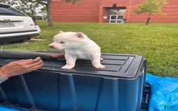 Siberian Husky dogs for sale: Bobo - Image 2