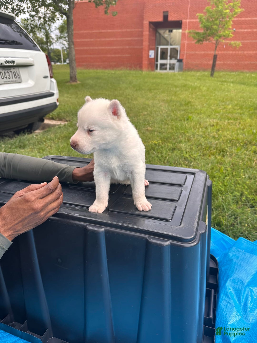 Siberian Husky dogs for sale: Bobo - Image 2