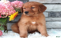 Golden Retriever dogs for sale: Hunter - Image 6