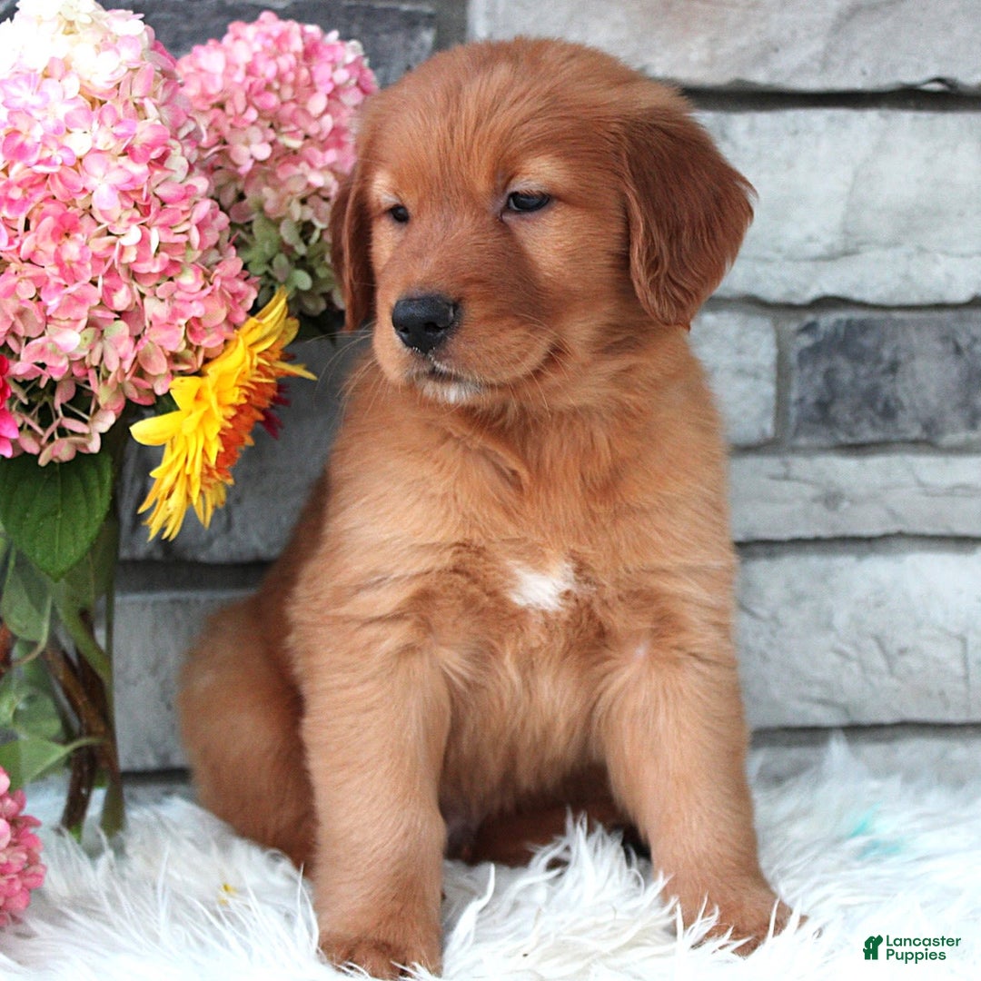 Golden Retriever dogs for sale: Hunter - Image 6