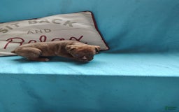 Olde English Bulldogge dogs for sale: Choco - Image 7