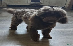 Toy Poodle dogs for sale: Paisley Number 1 Girl - Image 7