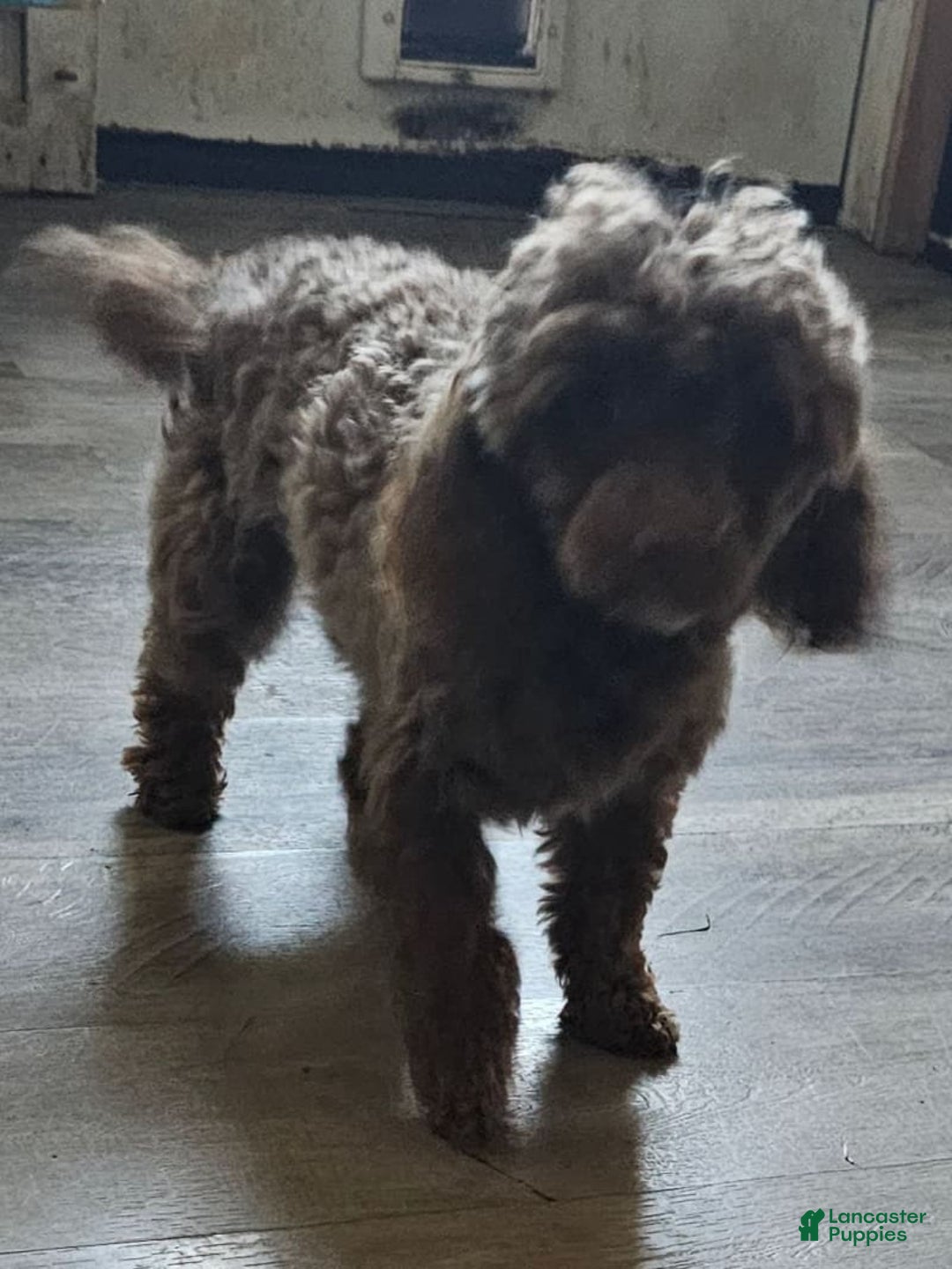 Toy Poodle dogs for sale: Paisley Number 1 Girl - Image 7