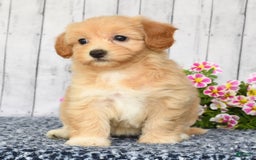 Havapoo dogs for sale: Ariel - Image 3
