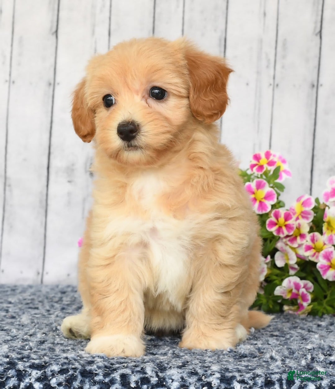 Havapoo dogs for sale: Ariel - Image 3