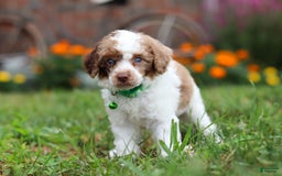 Miniature Poodle dogs for sale: Biscuit - Image 8