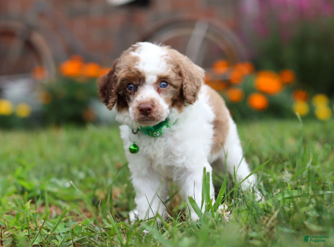 Miniature Poodle dogs for sale: Biscuit - Image 8