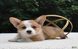 Welsh Corgi Pembroke dogs for sale: Aspen - Image 13