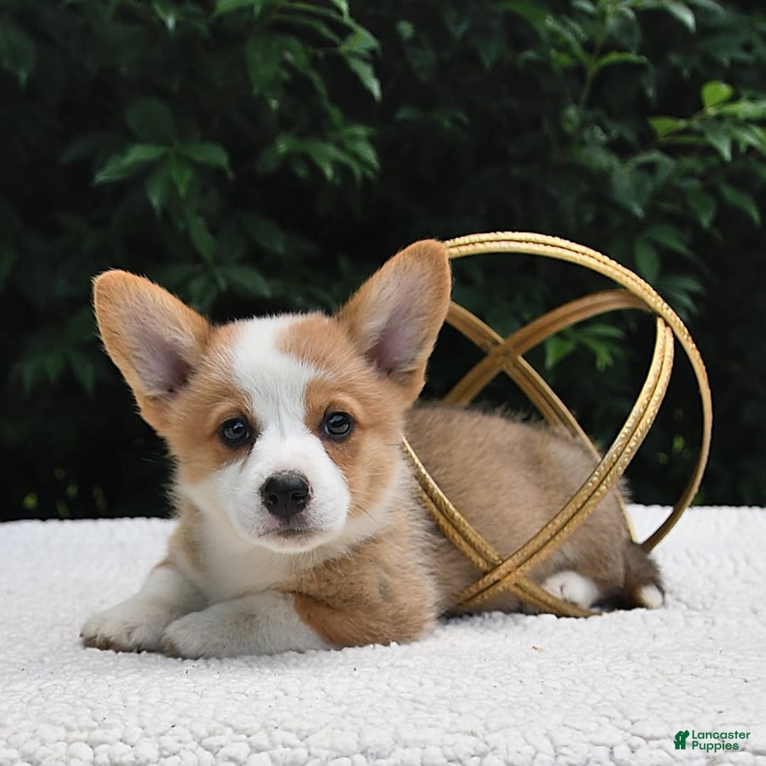 Welsh Corgi Pembroke dogs for sale: Aspen - Image 13