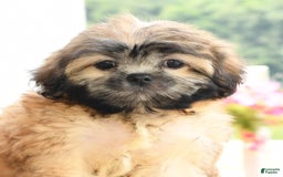 Teddy Bear dogs for sale: Scott - Image 7