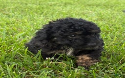 Aussiedoodle dogs for sale: Richie - Image 13