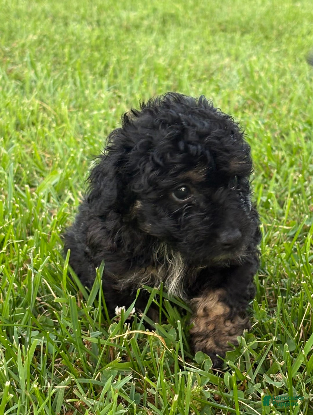 Aussiedoodle dogs for sale: Richie - Image 13