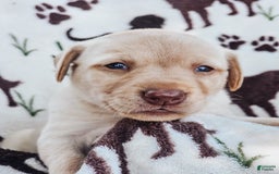 Labrador Retriever dogs for sale: Aiden - Image 5