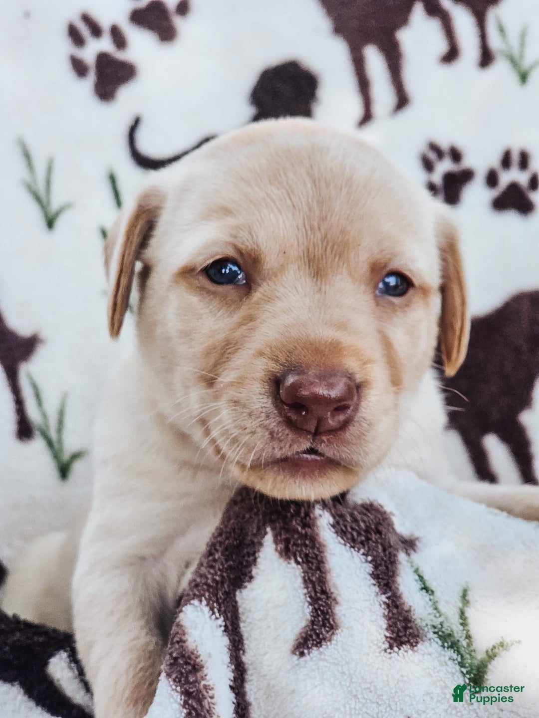 Labrador Retriever dogs for sale: Aiden - Image 5