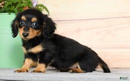 Miniature Dachshund dogs for sale: Delilah - Image 6