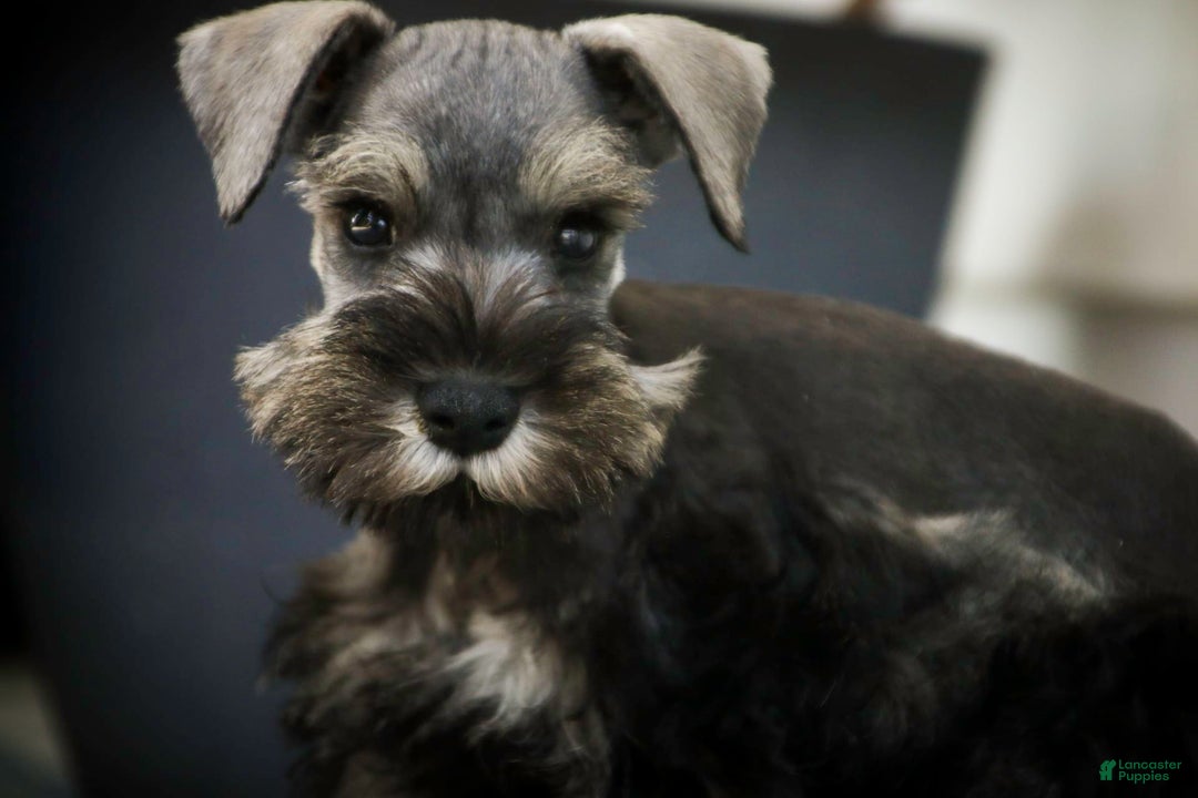 Miniature Schnauzer dogs for sale: Han - Image 7
