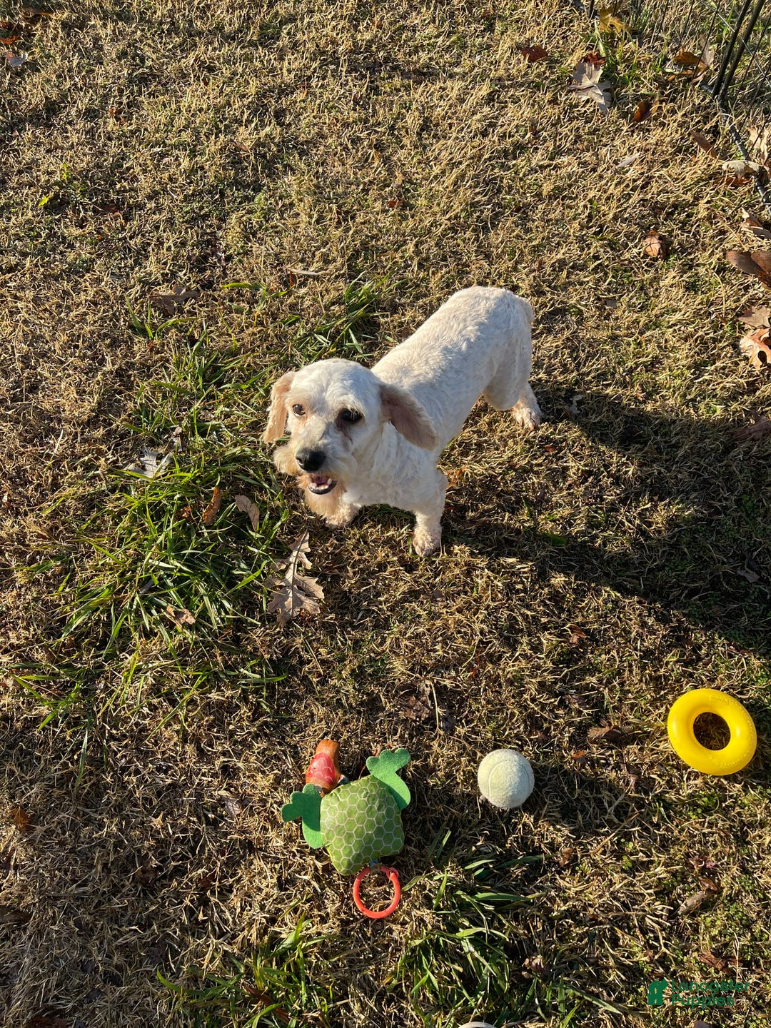Cavapoo dogs for sale: Puppy 23 - Image 8