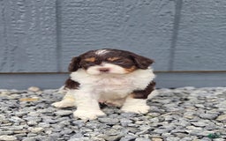 Cavapoo dogs for sale: Teddy - Image 5