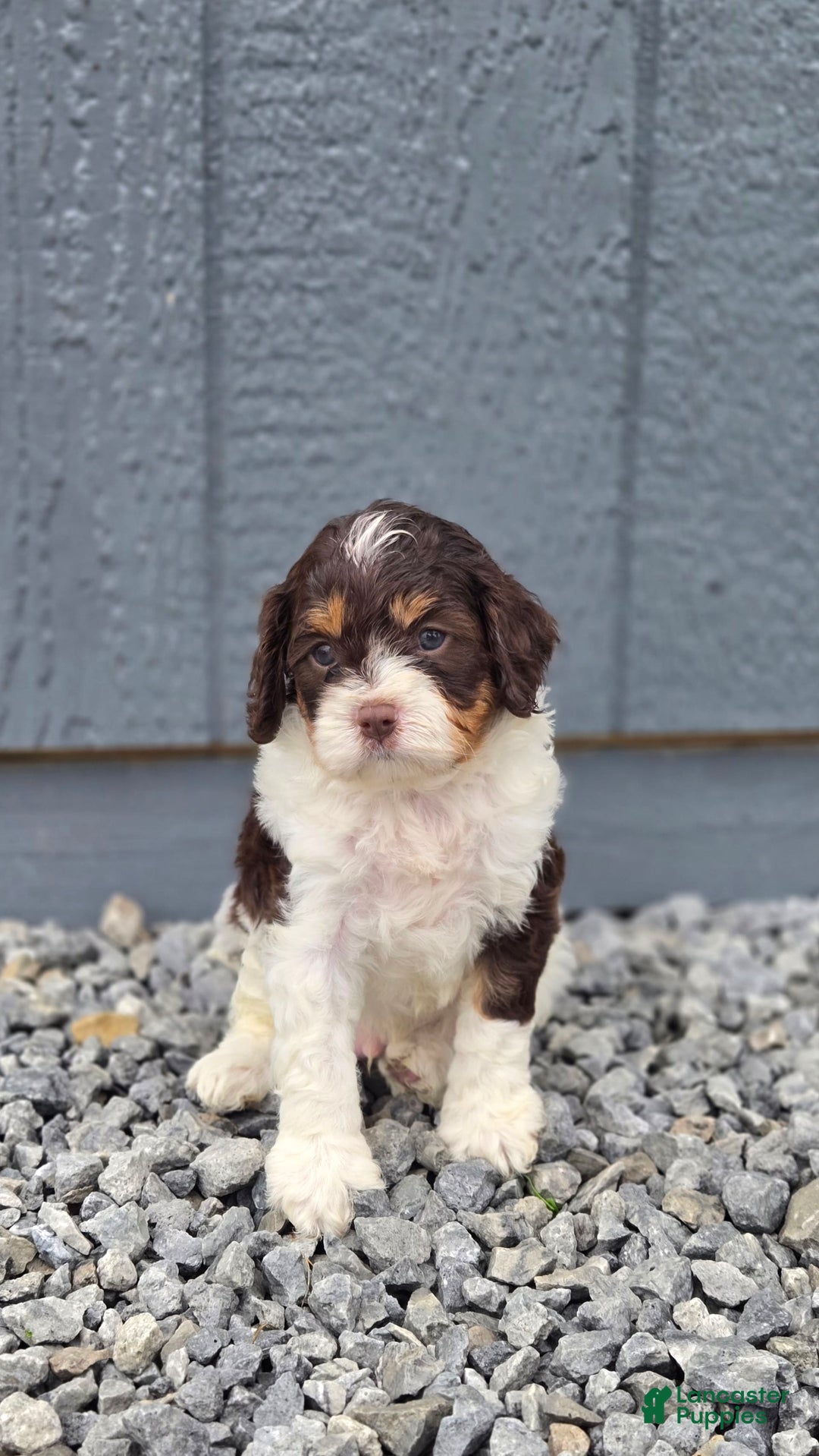 Cavapoo dogs for sale: Teddy - Image 5