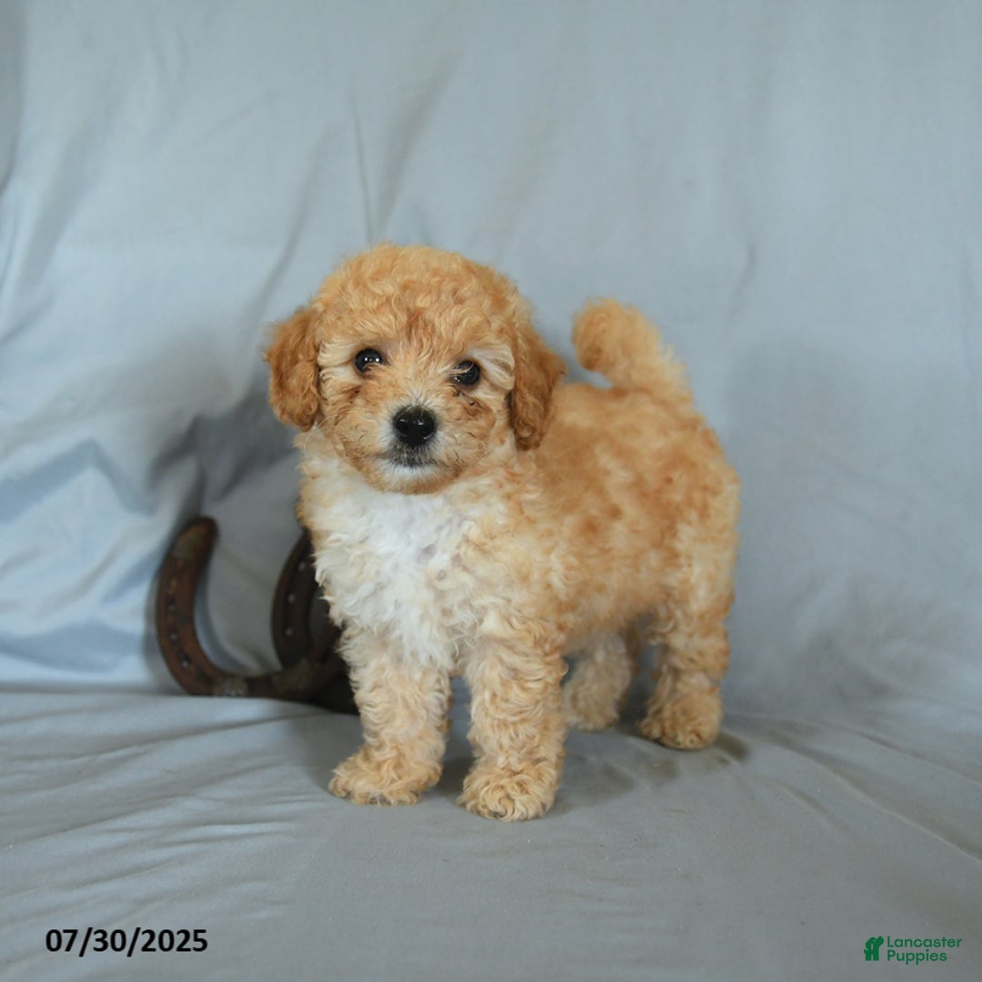 Shihpoo dogs for sale: Rolo - Image 3