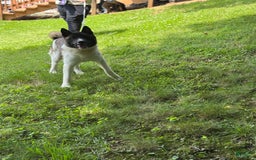 Akita dogs for sale: Jasper - Image 5