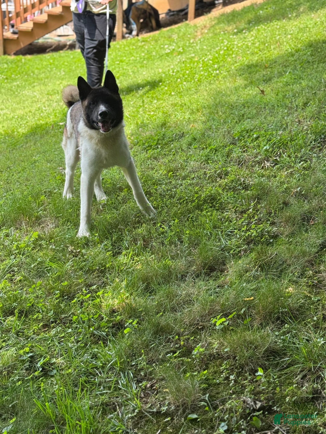 Akita dogs for sale: Jasper - Image 5