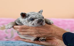 French Bulldog dogs for sale: Davis - Image 8