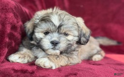 Shih Tzu dogs for sale: Dick - Image 1