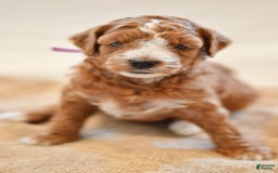 Goldendoodle dogs for sale: Canyon - Image 1