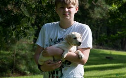 Labrador Retriever dogs for sale: Pixie - Image 3