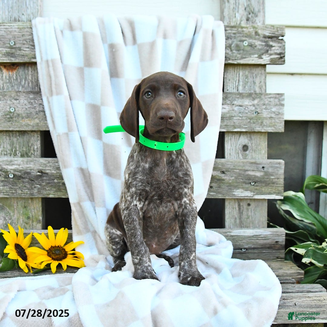 German Shorthaired Pointer dogs for sale: Lilly - Image 1