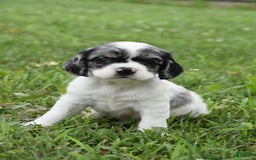 Cocker Spaniel dogs for sale: Tori - Image 4