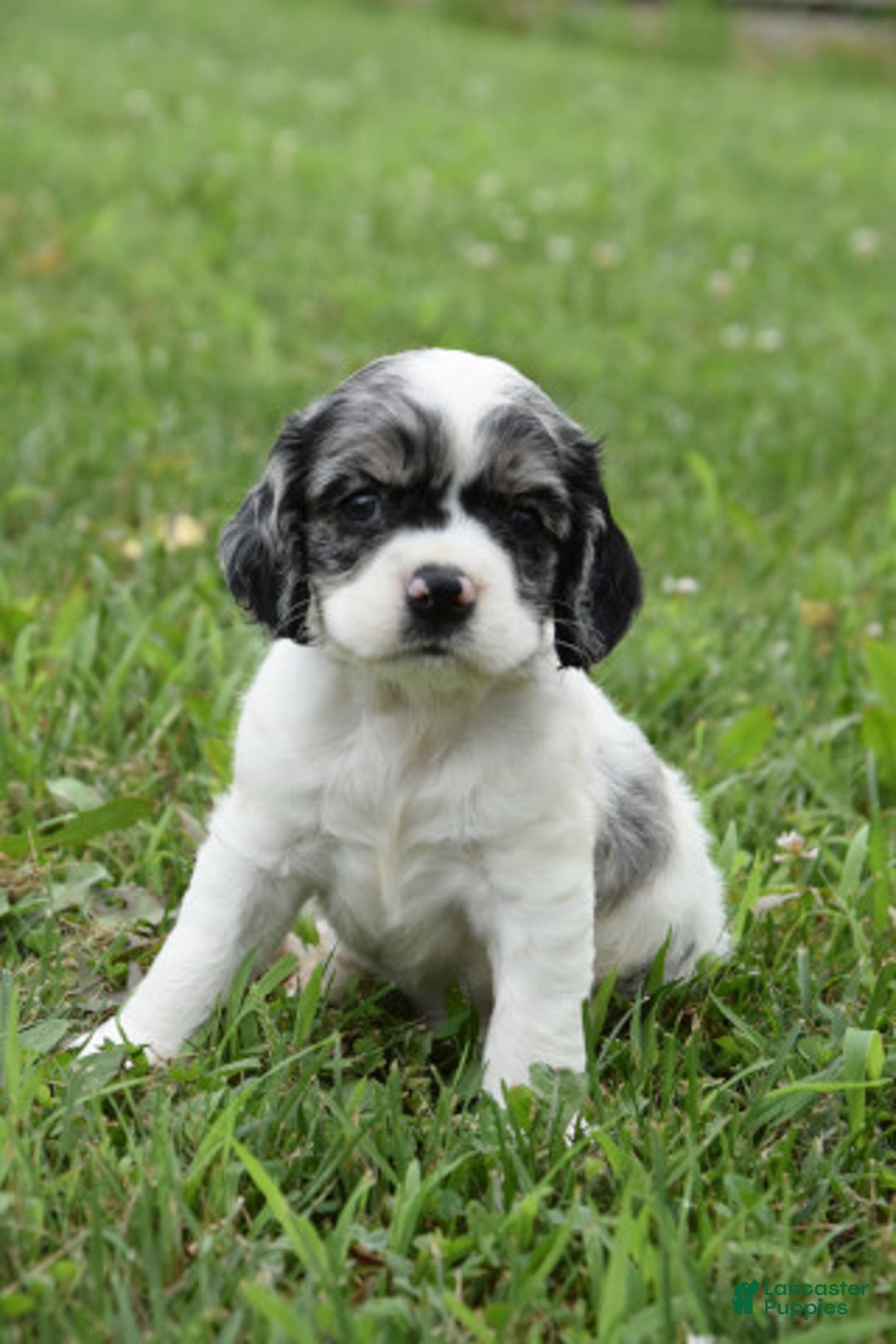 Cocker Spaniel dogs for sale: Tori - Image 4