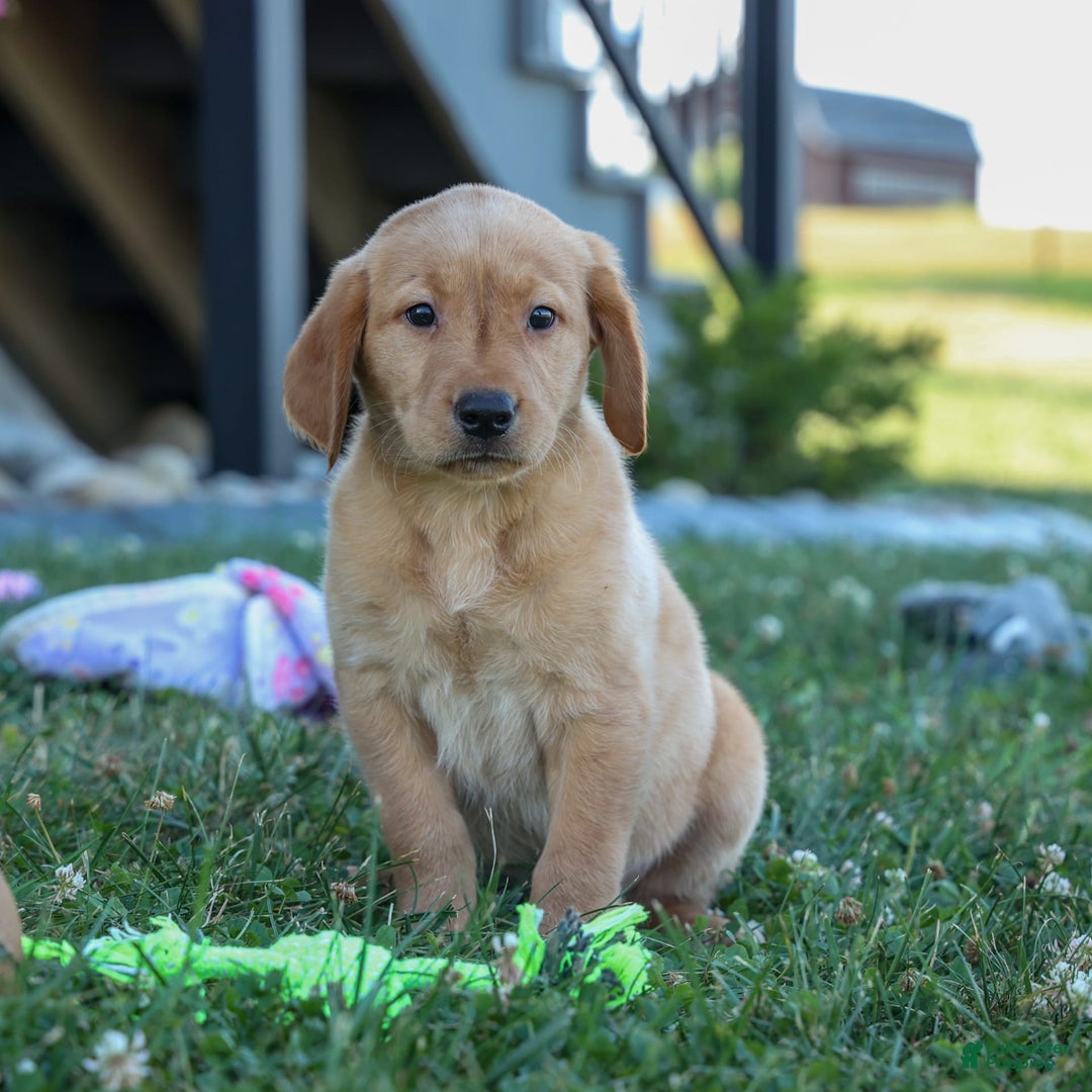 Labrador Retriever dogs for sale: Gus - Image 3