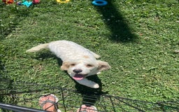 Cavapoo dogs for sale: Puppy 67 - Image 3