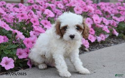 Mini Goldendoodle dogs for sale: Twizzler - Image 2