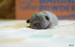 French Bulldog dogs for sale: Brown collar - Image 1