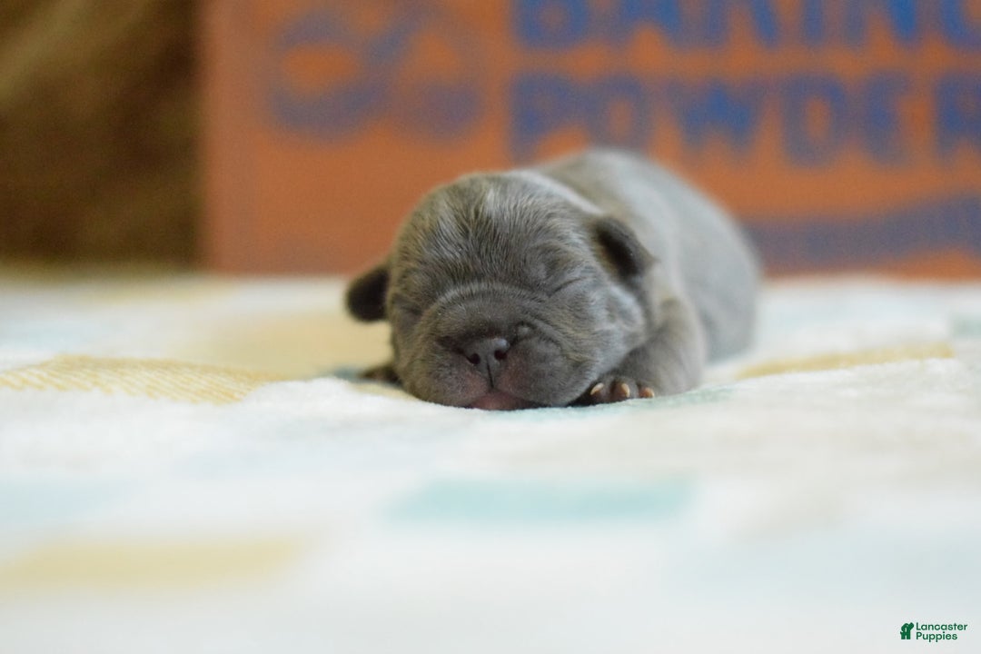 French Bulldog dogs for sale: Brown collar - Image 1