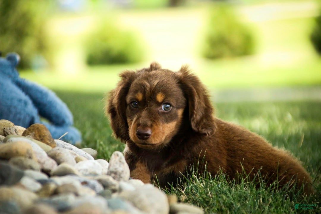 Miniature Dachshund dogs for sale: Harry - Image 5