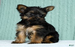 Yorkshire Terrier dogs for sale: Austin - Image 8