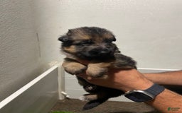 German Shepherd dogs for sale: Harley - Image 1