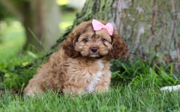 Cockapoo dogs for sale: Birdie - Image 5