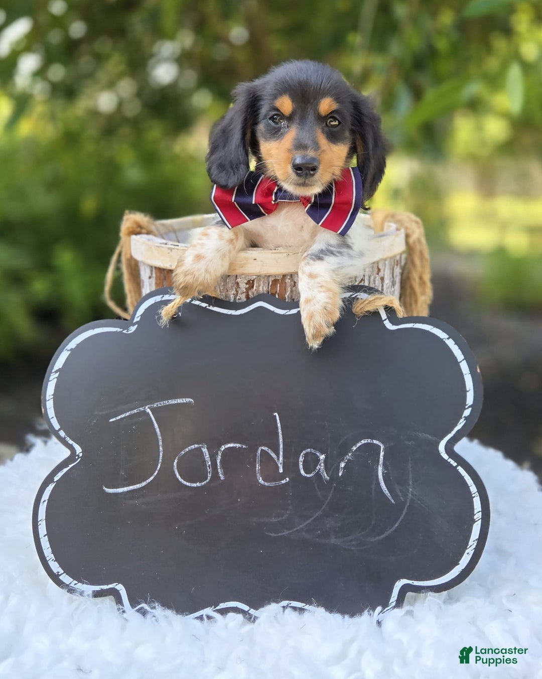 Miniature Dachshund dogs for sale: Jordan - Image 3