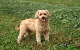Mini Goldendoodle dogs for sale: Alfonso - Image 7