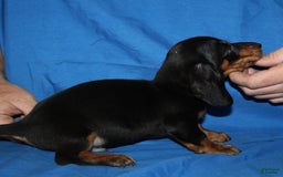 Miniature Dachshund dogs for sale: Lyla Male - Image 11