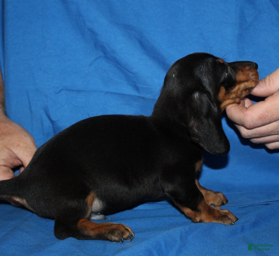 Miniature Dachshund dogs for sale: Lyla Male - Image 11