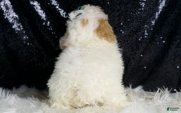 Toy Poodle dogs for sale: Frizzy - Image 5