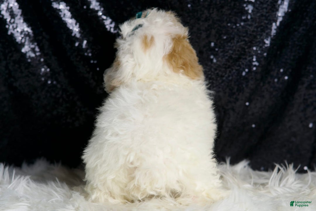 Toy Poodle dogs for sale: Frizzy - Image 5